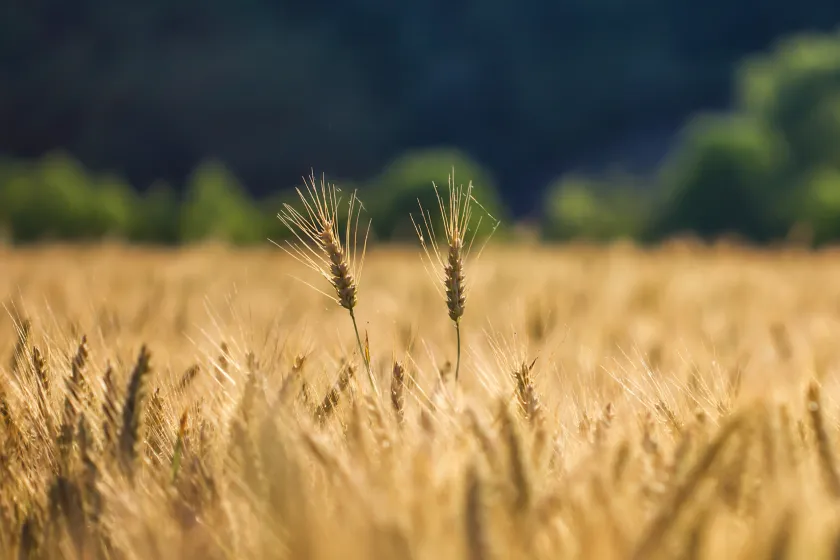 Smart Farming: How Technology Is Transforming Agriculture